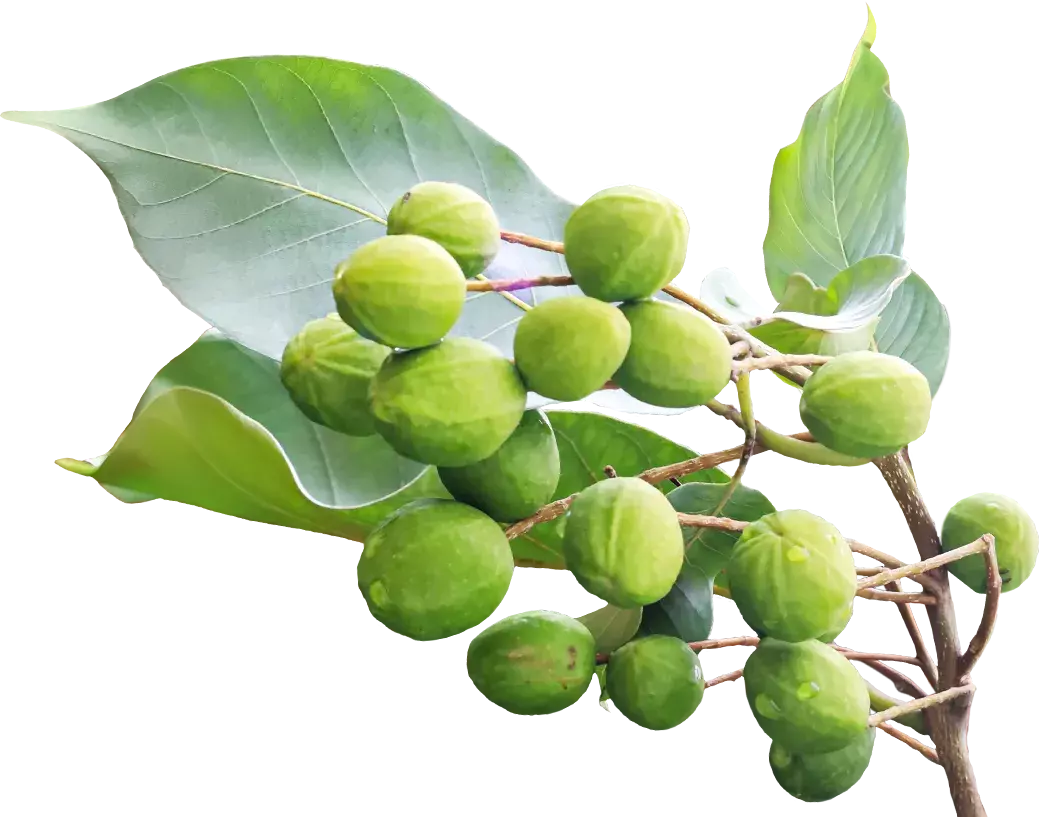 chebula