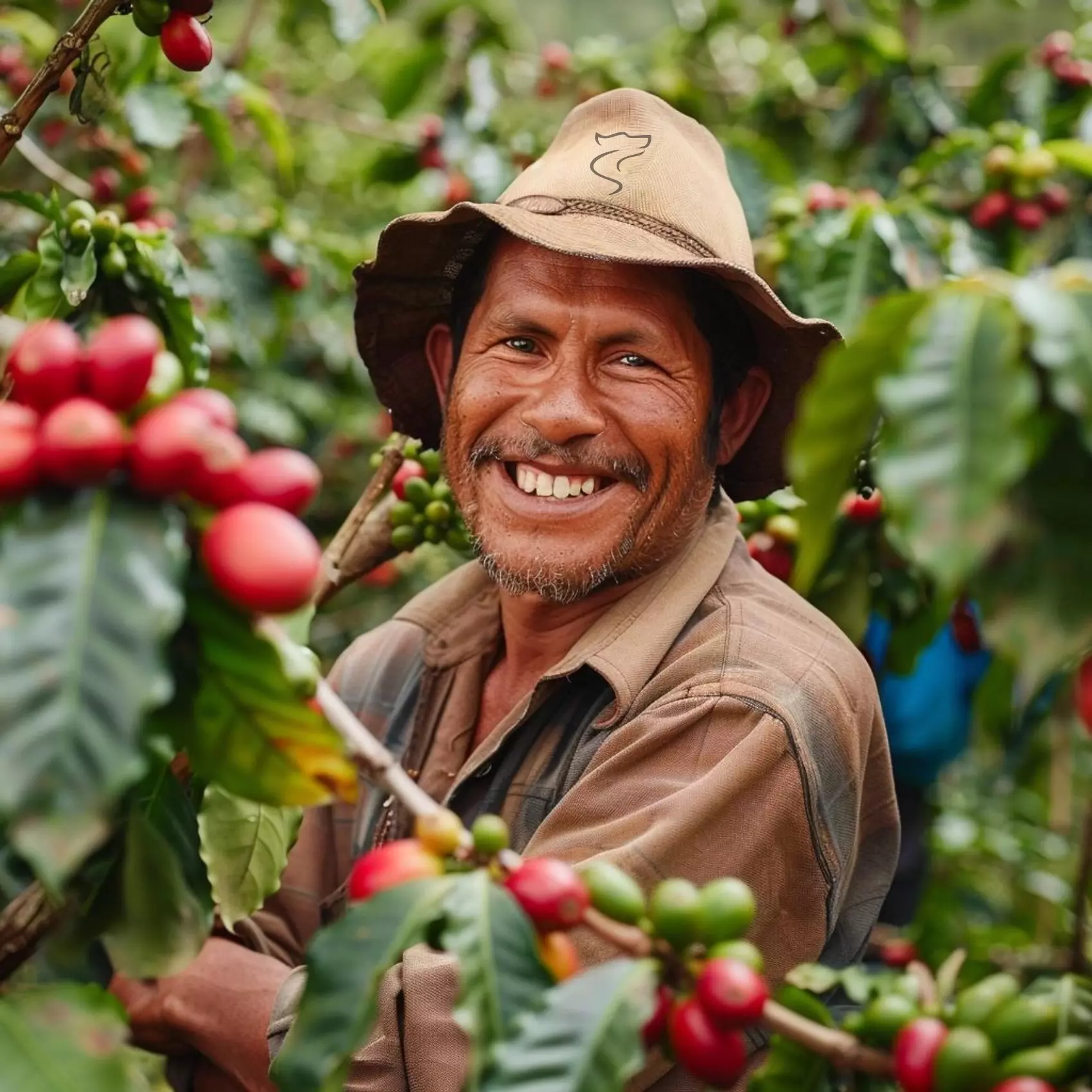 Smiling coffee farmer harvesting ripe coffee cherries on a sustainable farm.