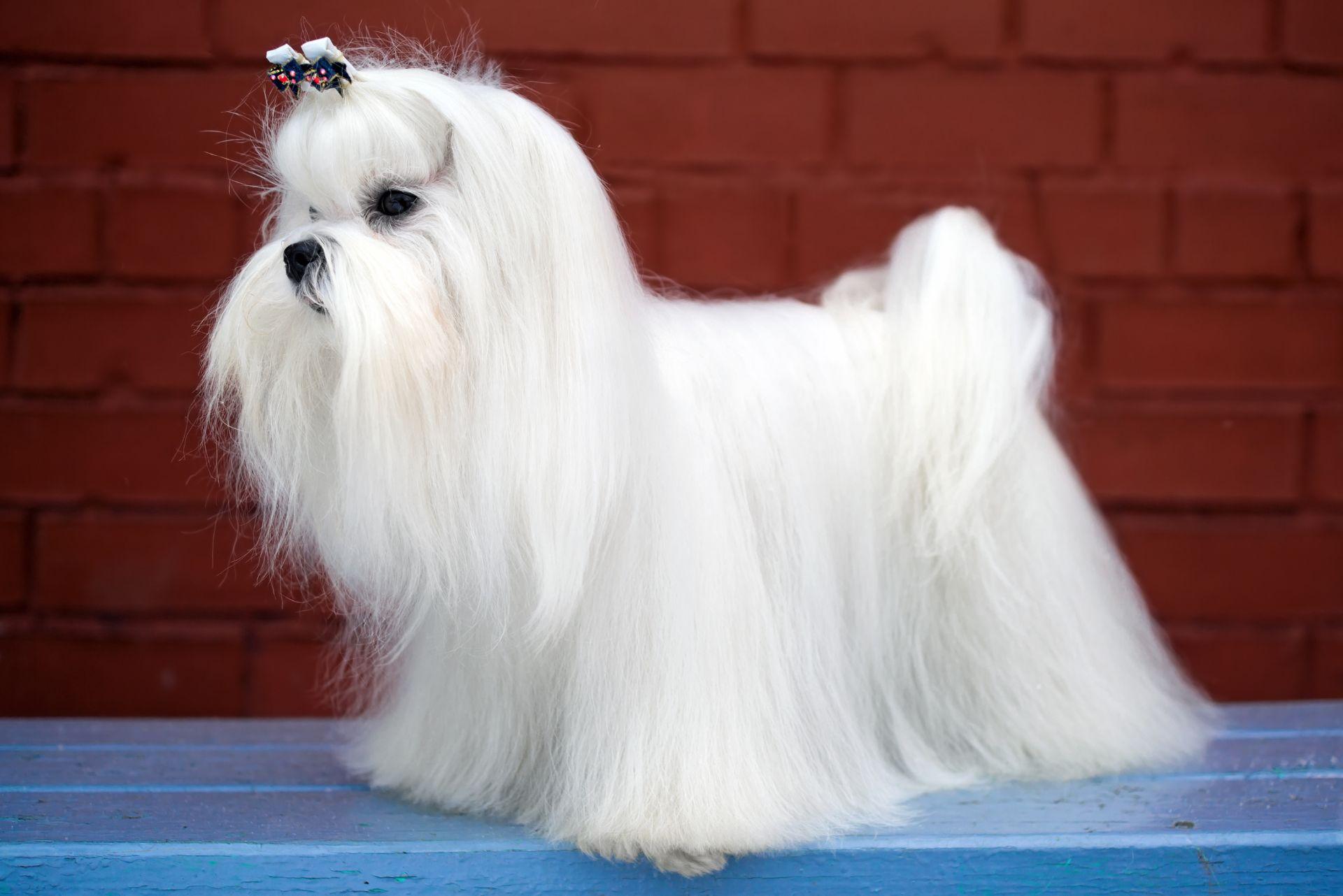 Long-haired Maltese