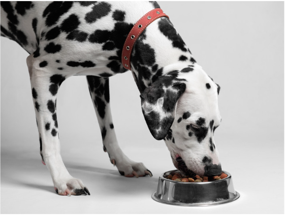 Selvita Canine Dog eating in dog bowl