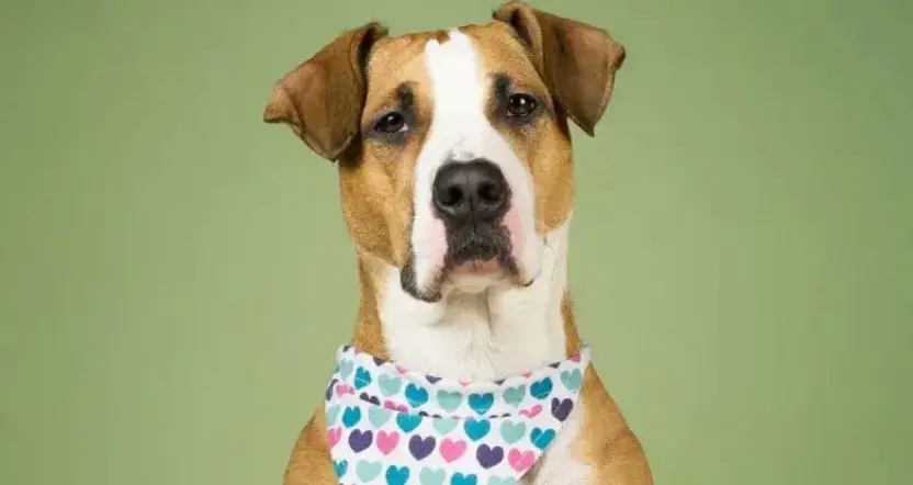 A dog wearing a bandana stands against a green background, serving as a door buddy door prop.