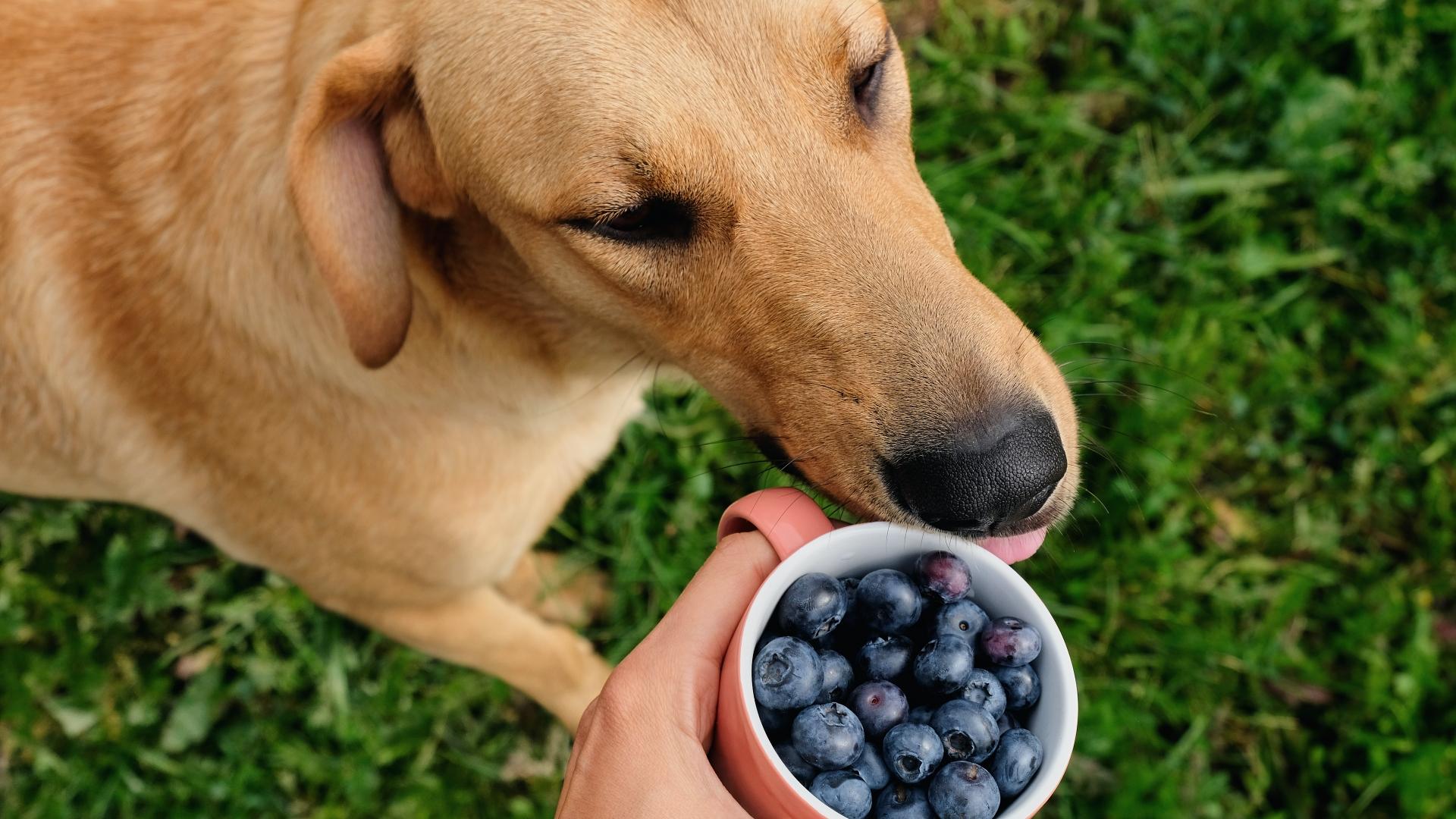 Dog and a cup of blueberries
