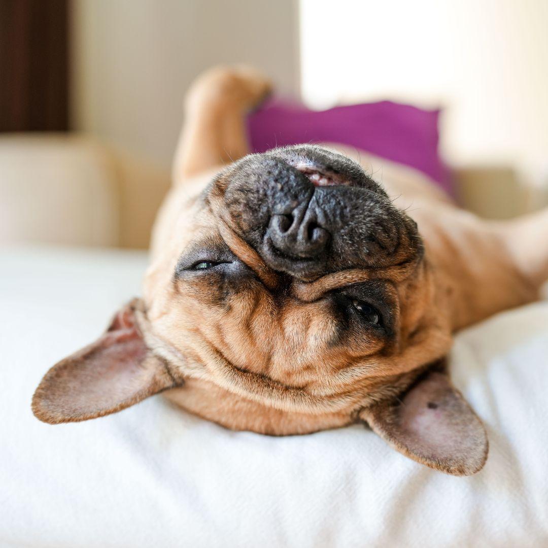 Why is My Dog Peeing in Her Sleep? Potty Buddy Potty Buddy™