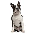 Boston Terrier