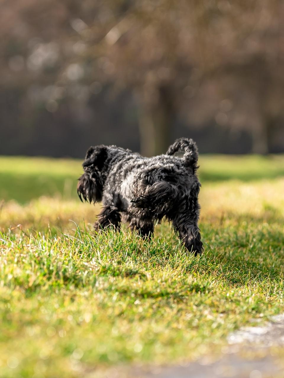 A peeing dog on a green meadow,