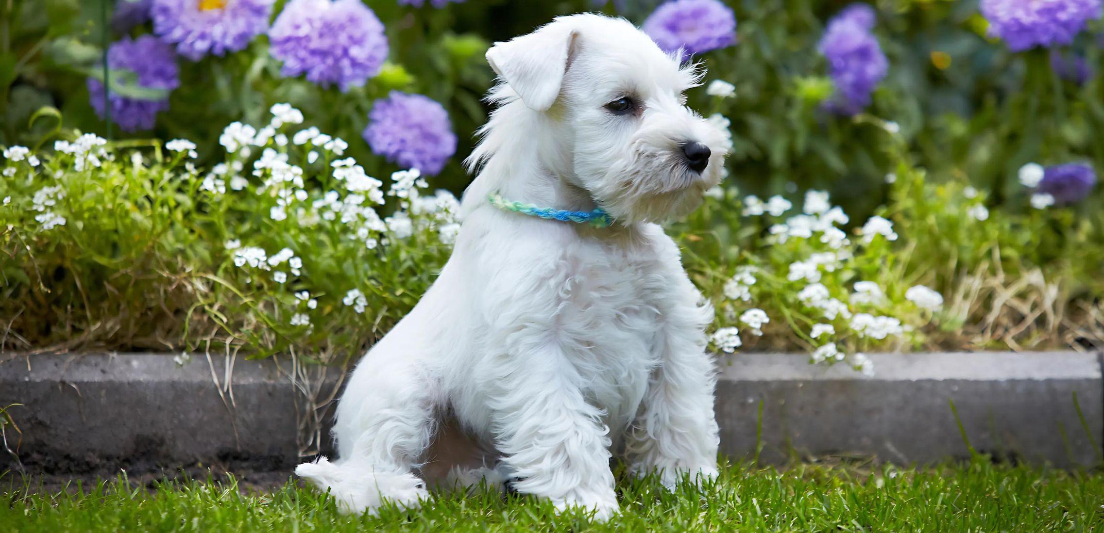 Miniature Schnauzer outside in flowers