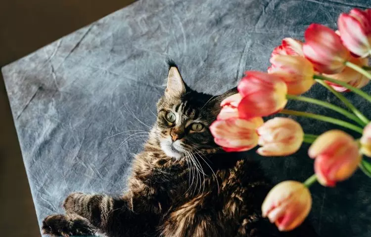 what plants are deadly to cats