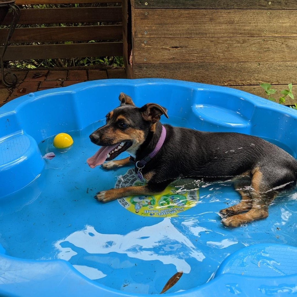 Dog dipping in a water filled minipool
