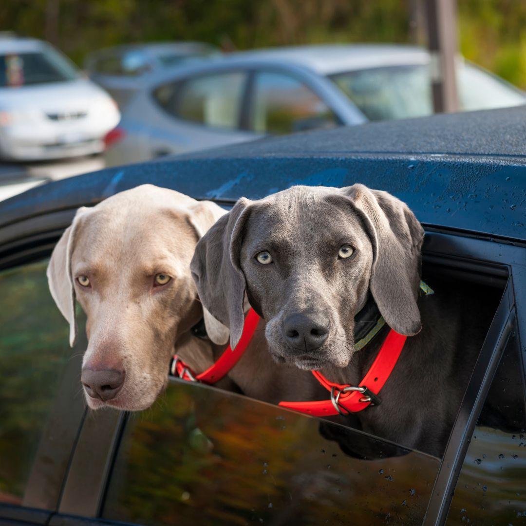 Two dogs in parked car