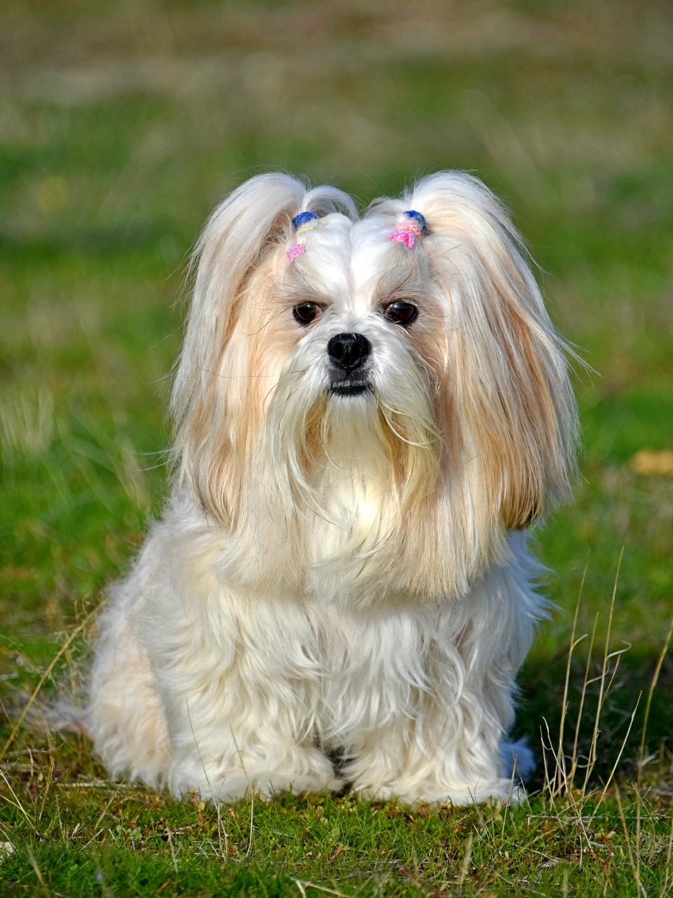 Lhasa Apso dog a long-haired guard dog used in Tibetan monasteries