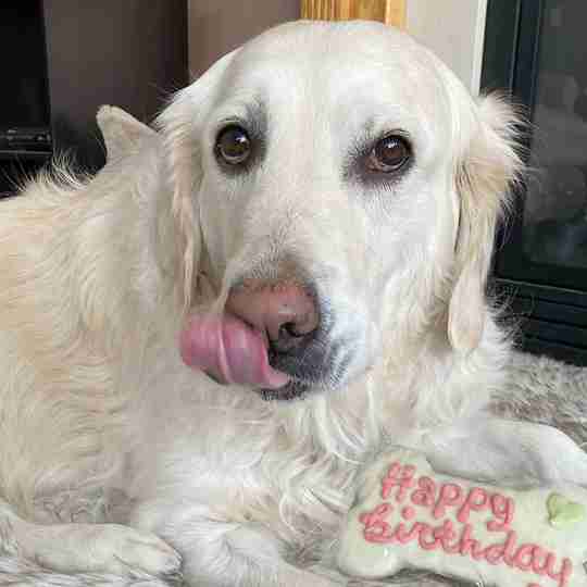 February 2021 Dog Birthday Party Celebration | Dog Birthday Treats