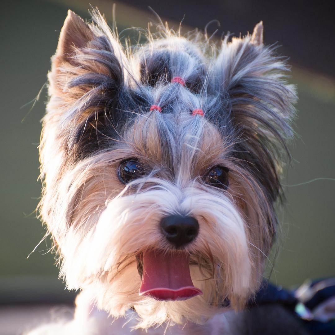 A little dog with hairstyle