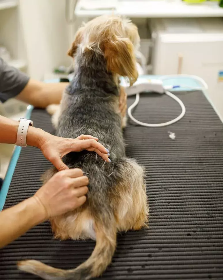 dog having acupuncture