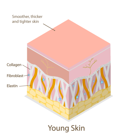 Image of a comparitive study between young skin layers, and aged skin layers