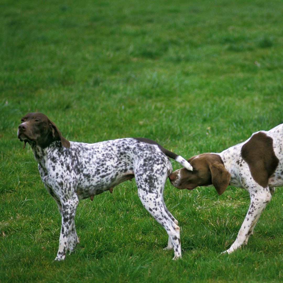 Female dog being sniffed by male dog