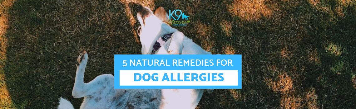 5 Natural Remedies for Dog Allergies 