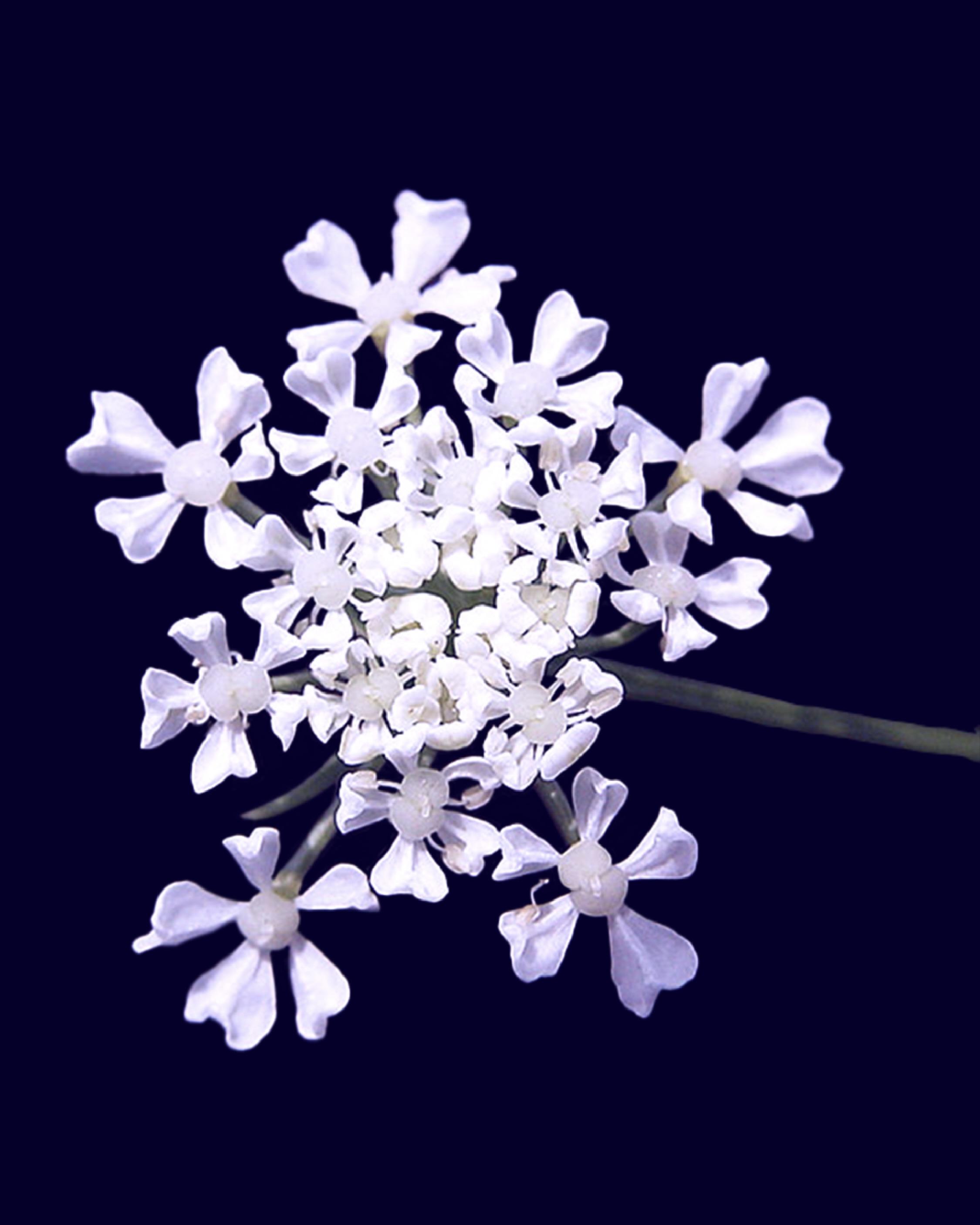 Hemlock flower