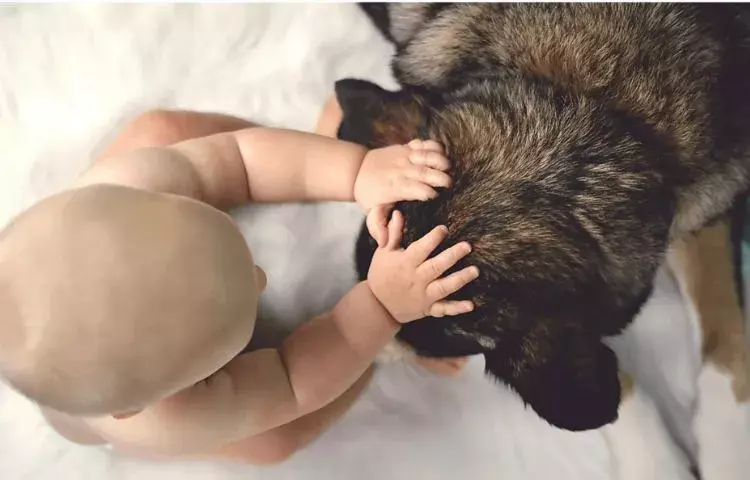 dogs and babies