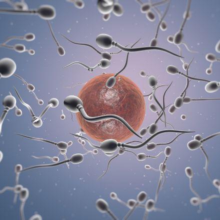 Ovulation ovule et spermatozodes