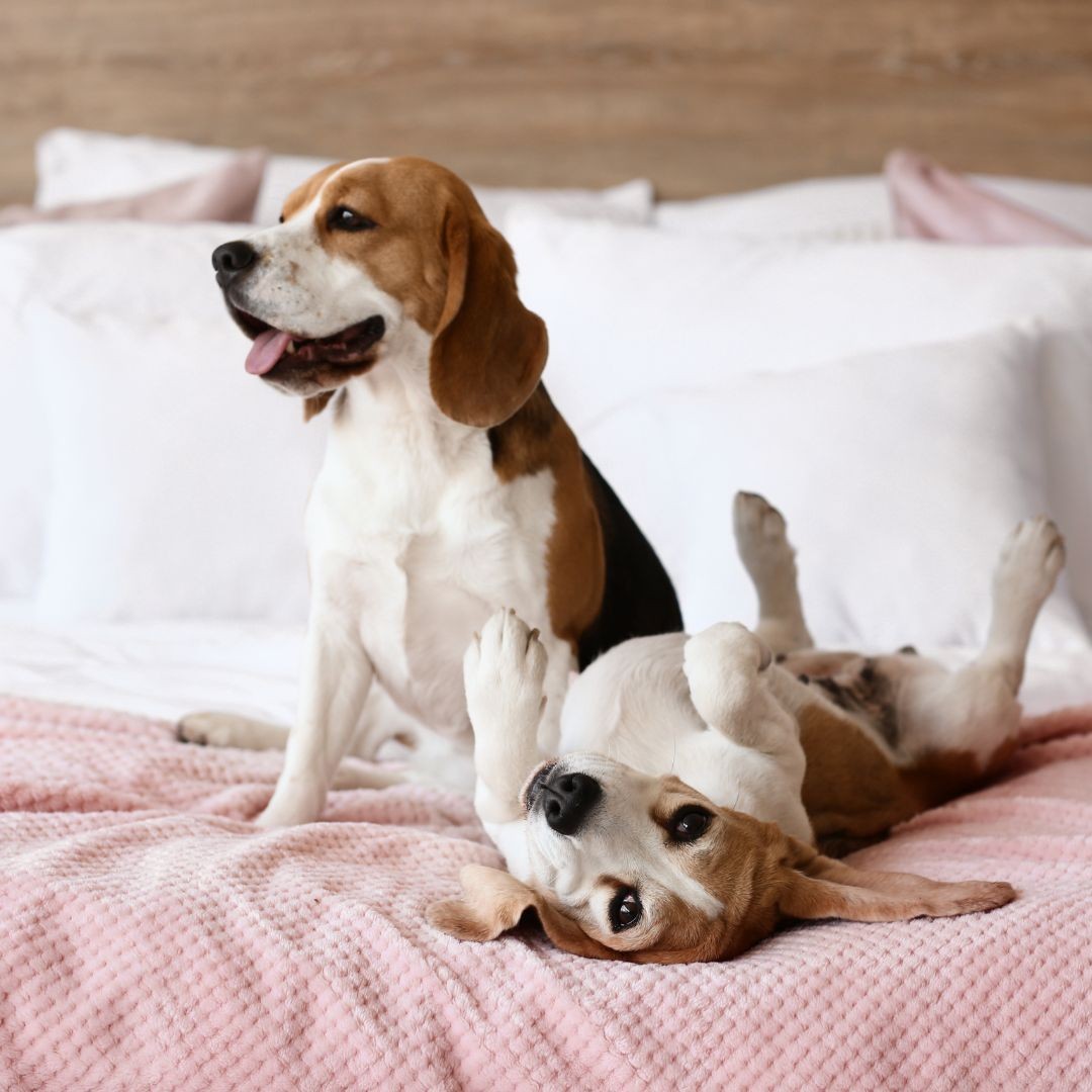 Two beagles on a bed