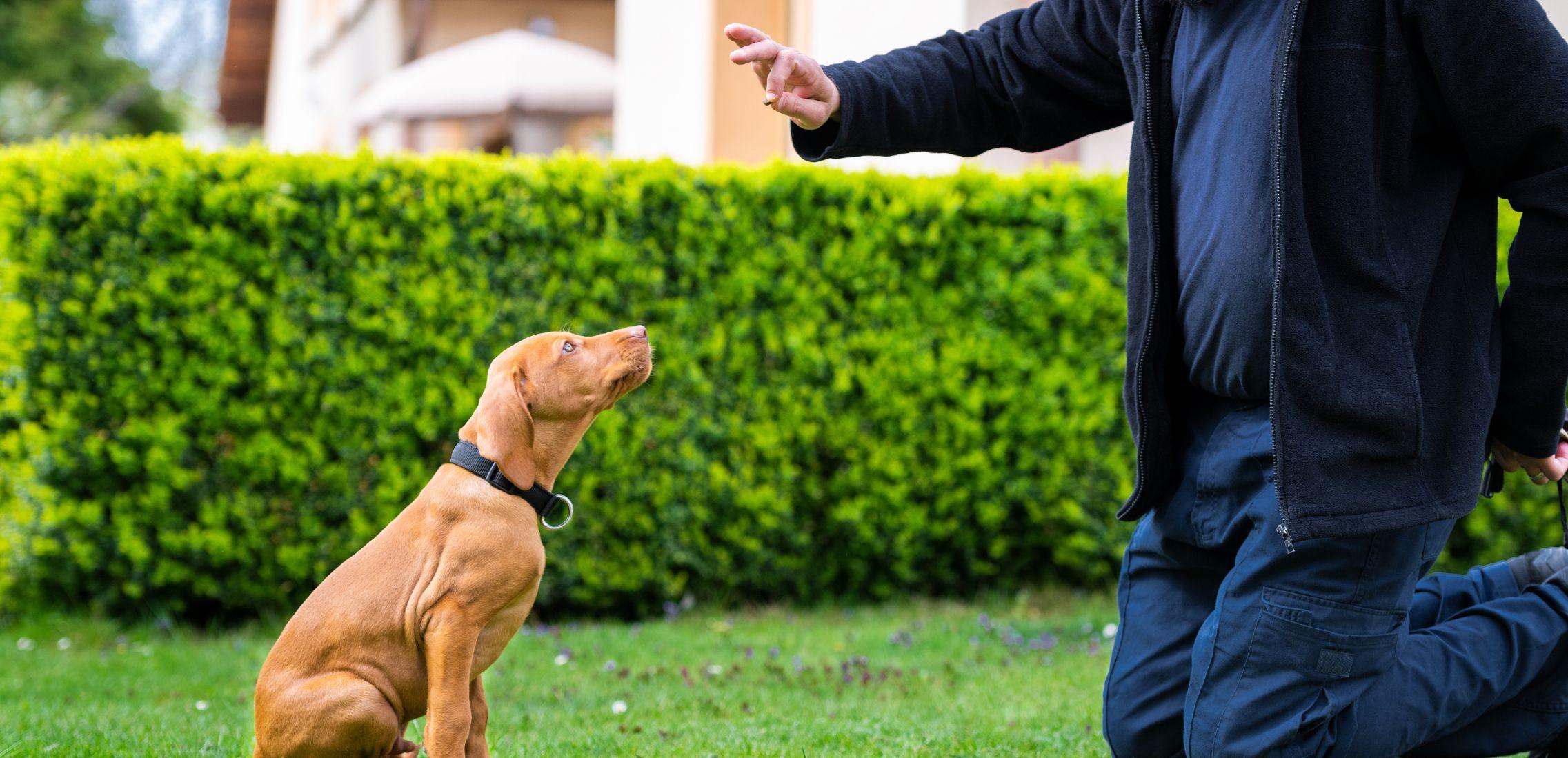 Man training puppy outdoors