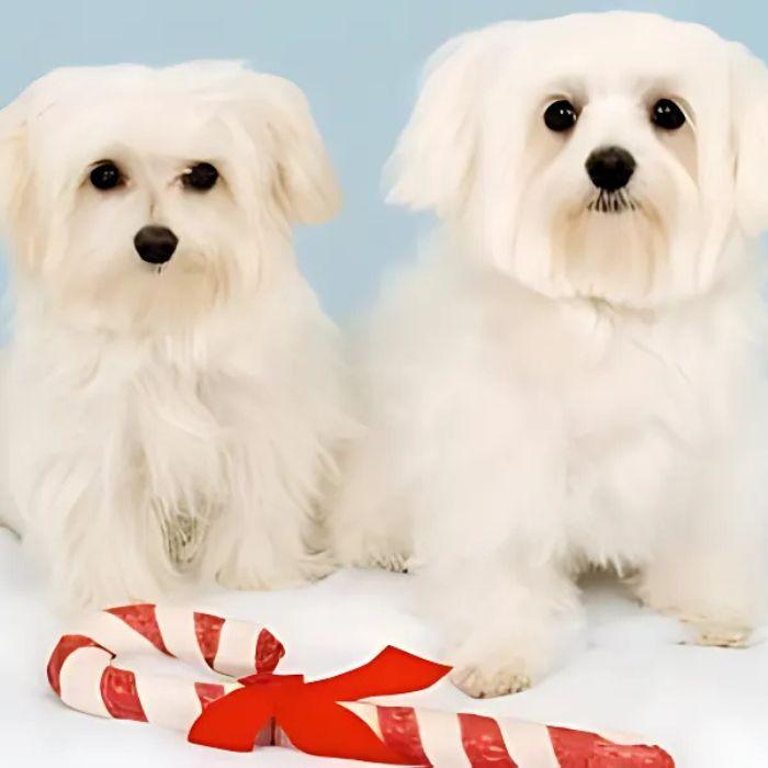 cute puppies sitting near a candy