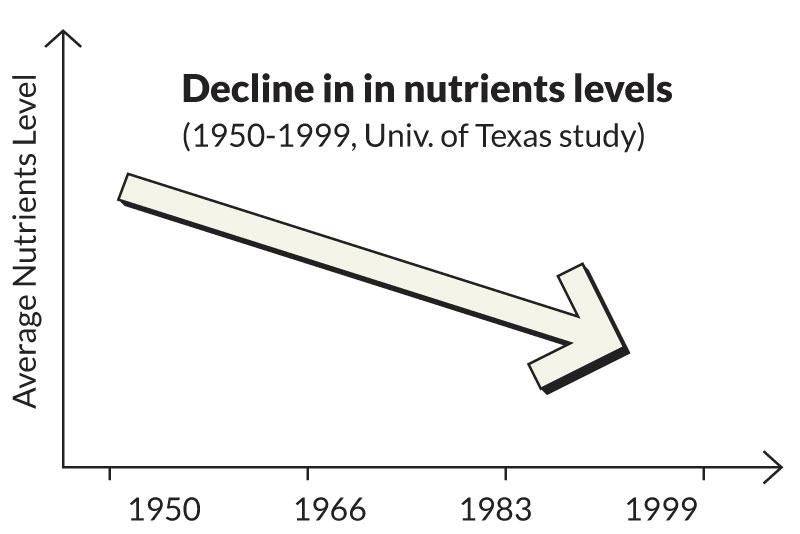 Close-up of poor-quality yellow corn cobs growing in a field with dry husks and plants in the background.