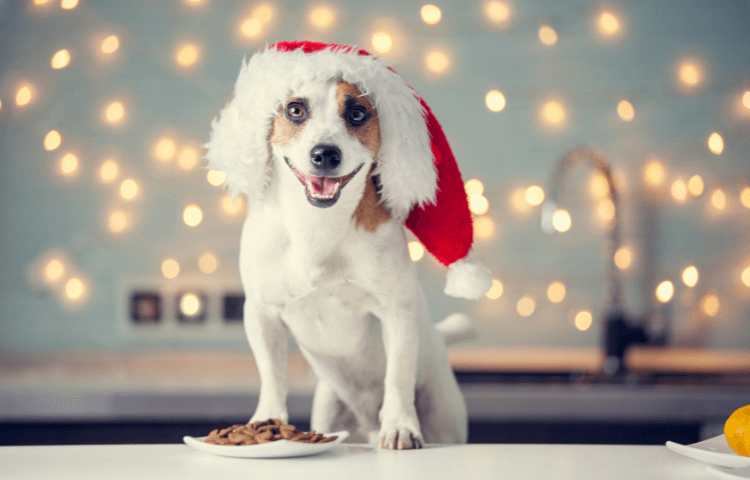 A Doggone Delightful Christmas Festive Treats for Your Furry Friend