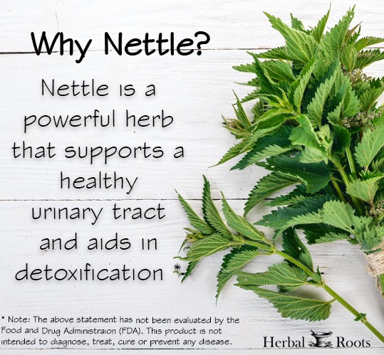 White background with stinging nettle sprigs on right side of photo. Left side of photo has text that says Why nettle? Nettle is a powerful herb that supports a healthy urinary tract and aids in detoxification