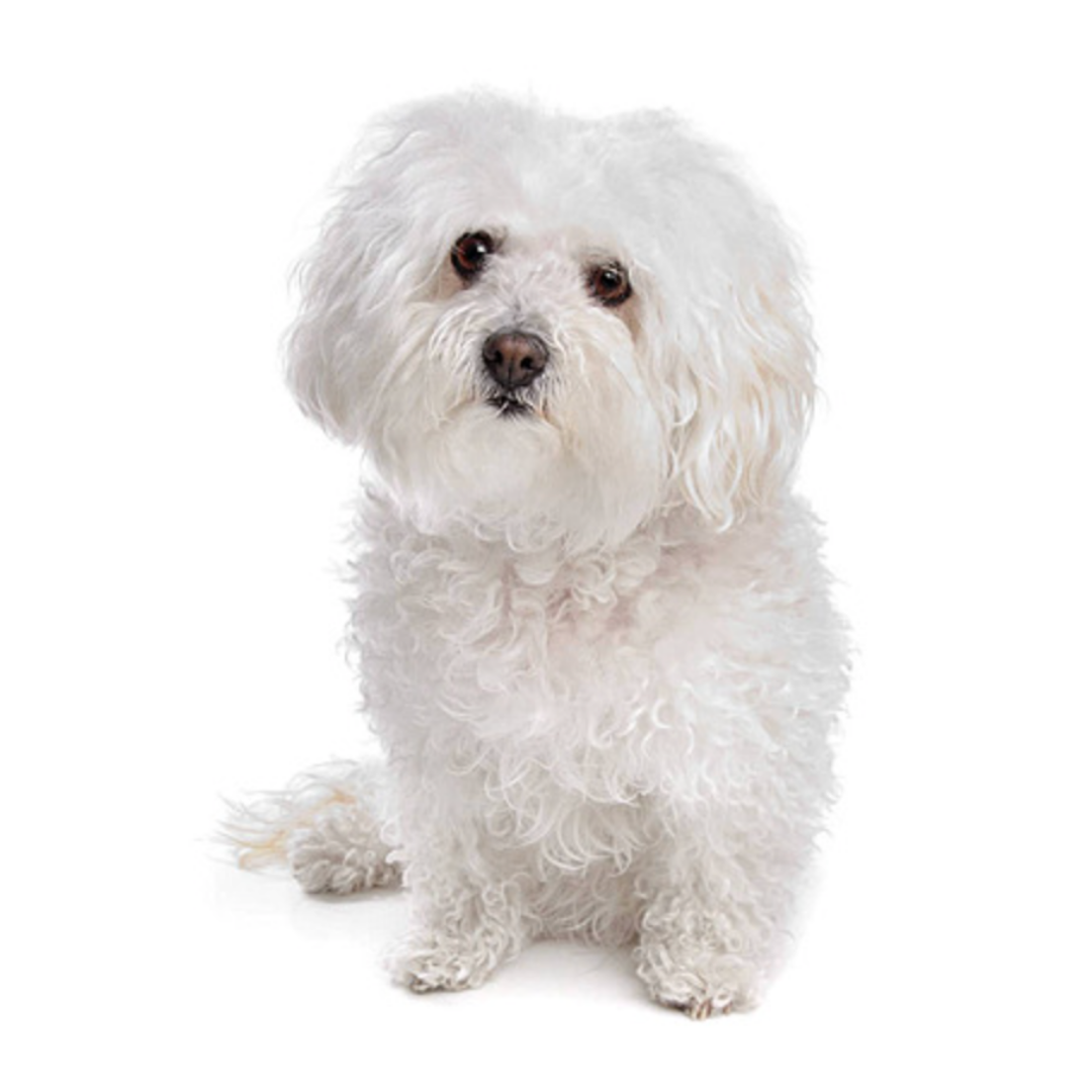 Bolognese Dog Breed