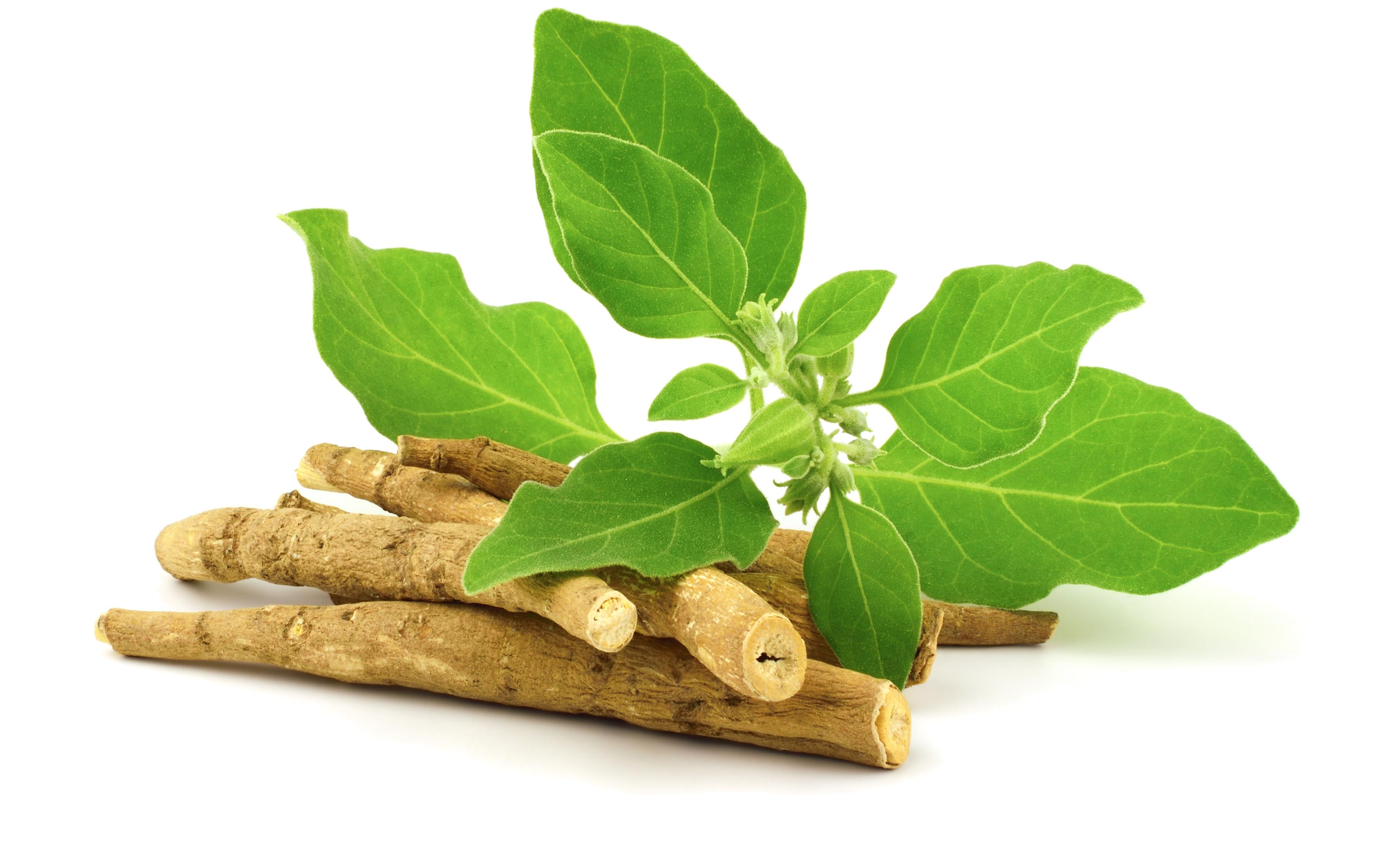 Ashwagandha roots and leaves