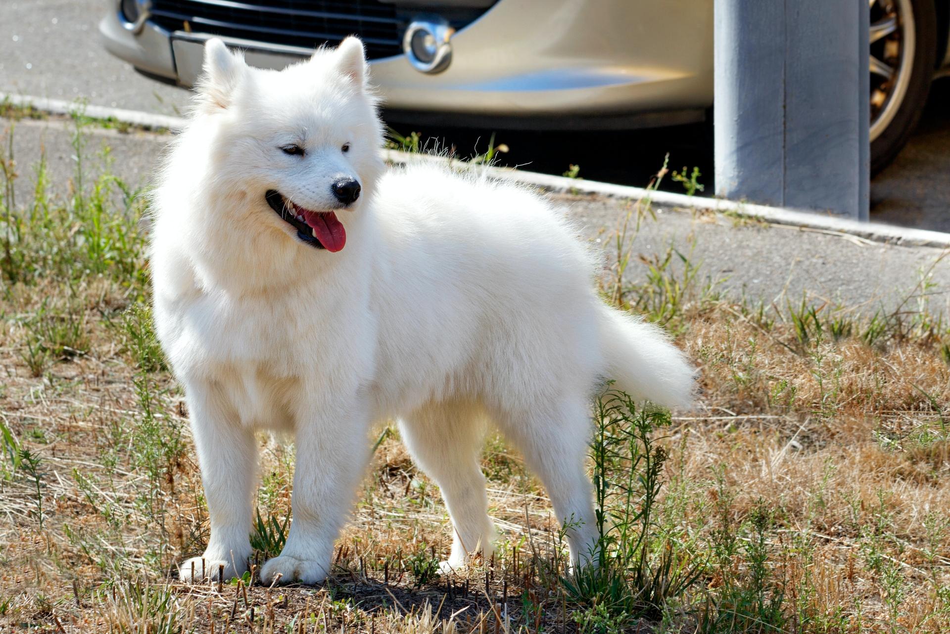 American Eskimo Dog