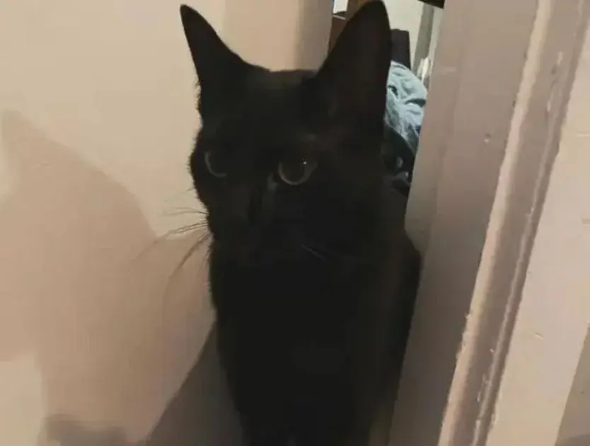 A black cat stands poised in front of a closed door, its fur sleek and shiny against the backdrop of the entrance.