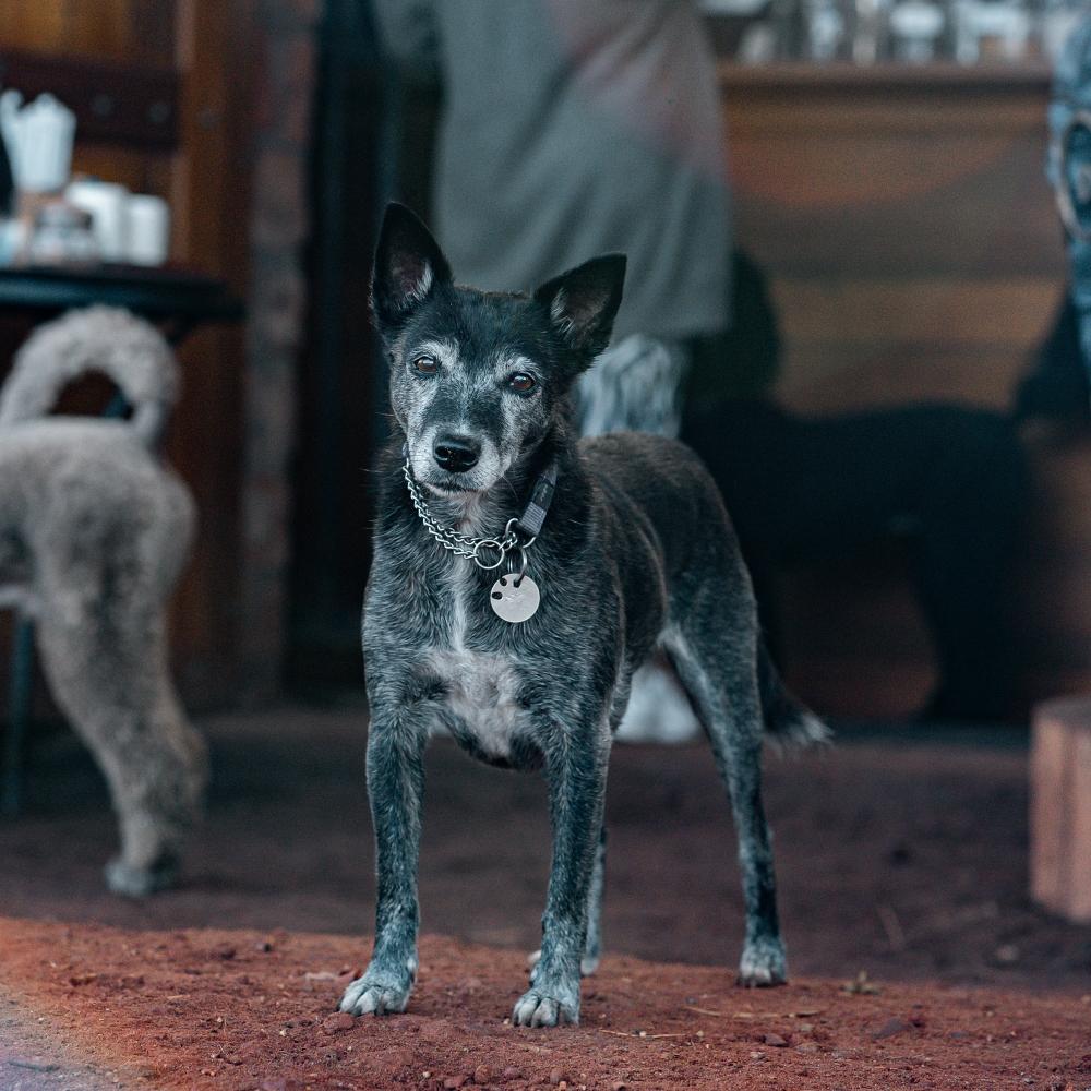 Australian cattle dog looking at the camera