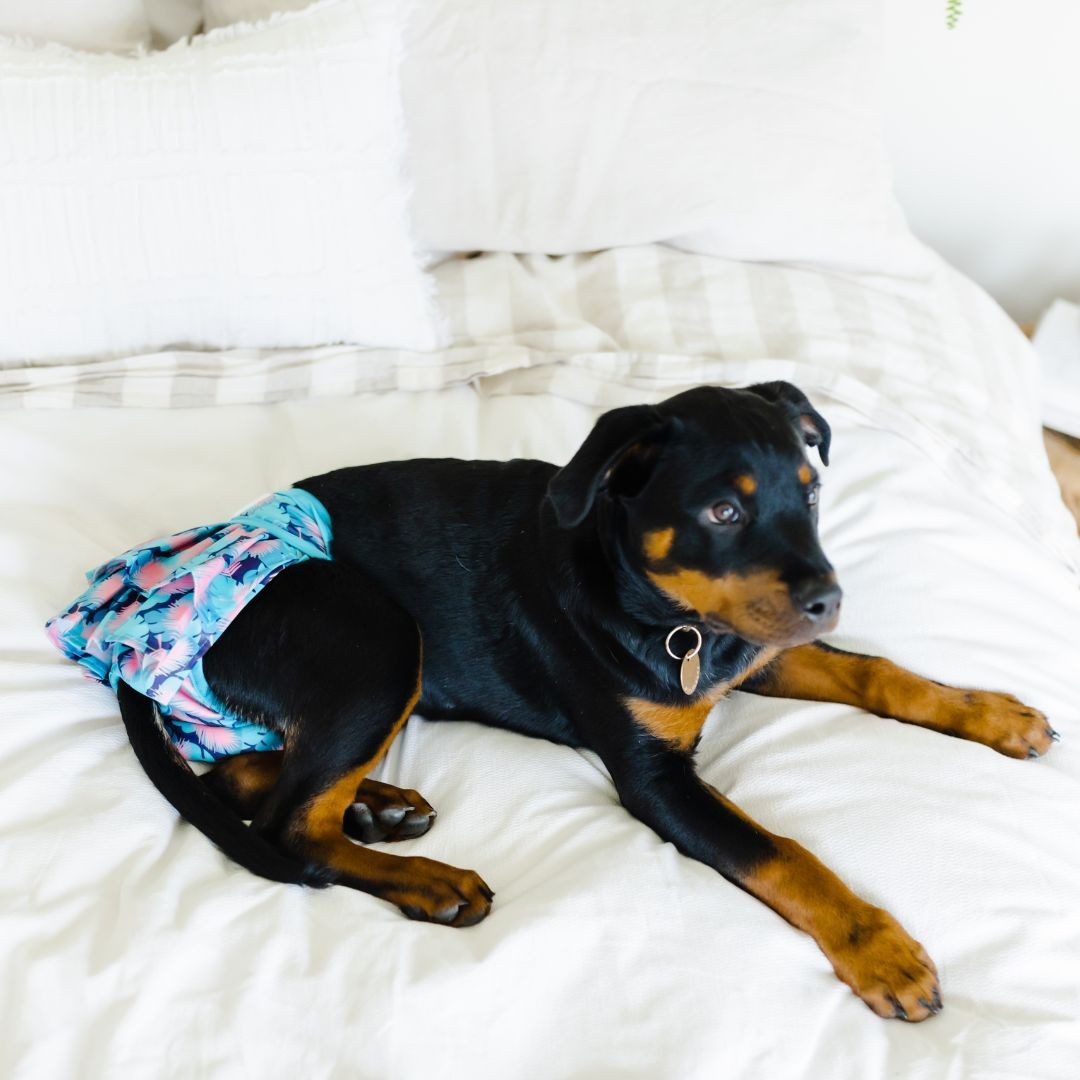 Dog lying on bed wearing doggy diaper skirt