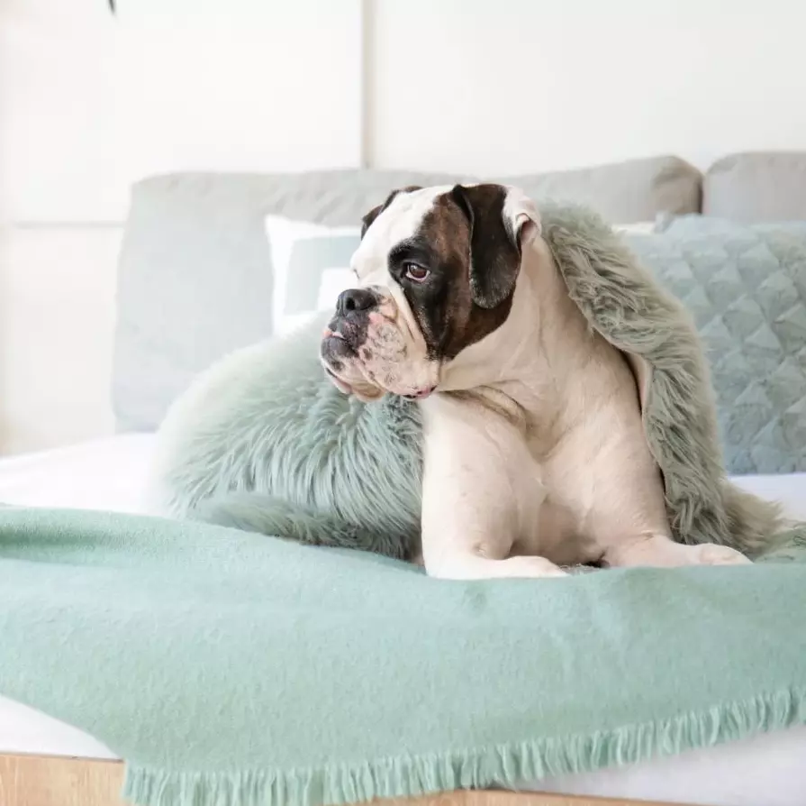 A dog sitting on a bed, covered by a blanket