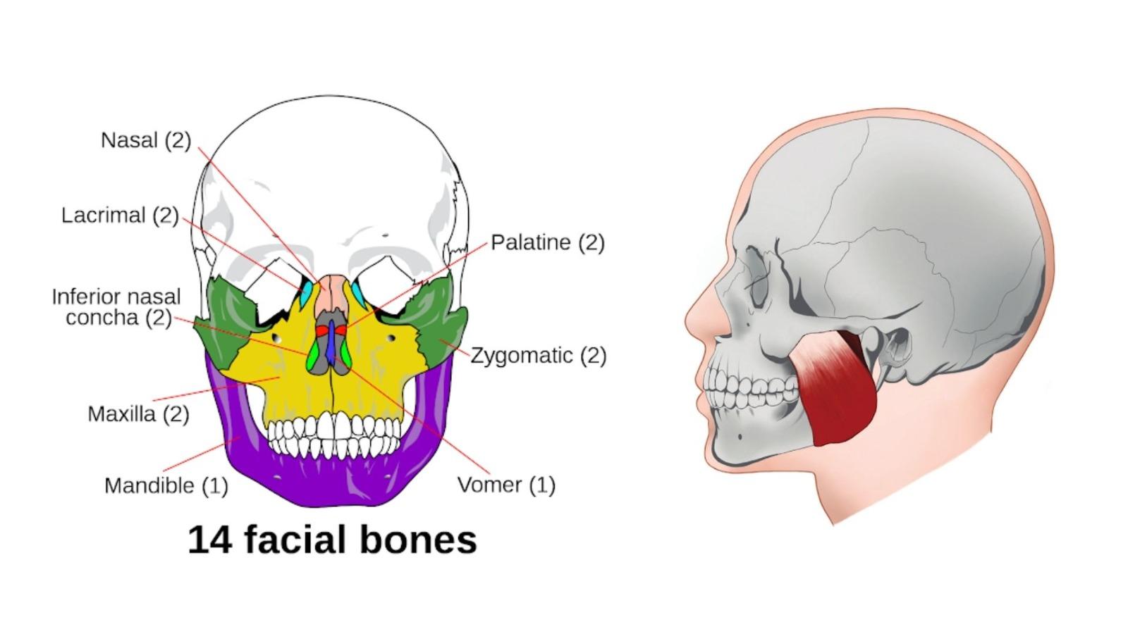 What is mewing jaw?