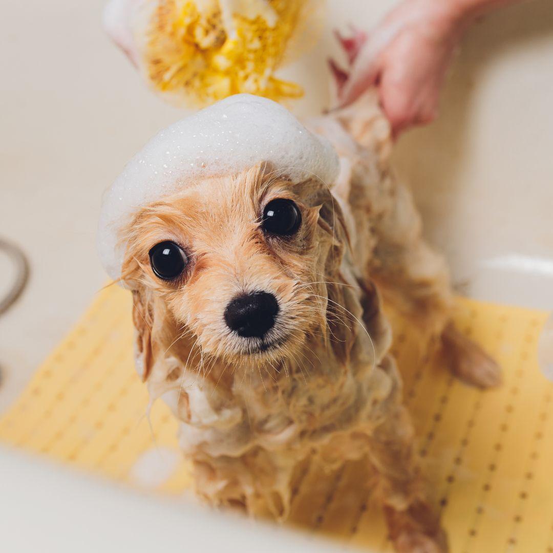 Soapy dog