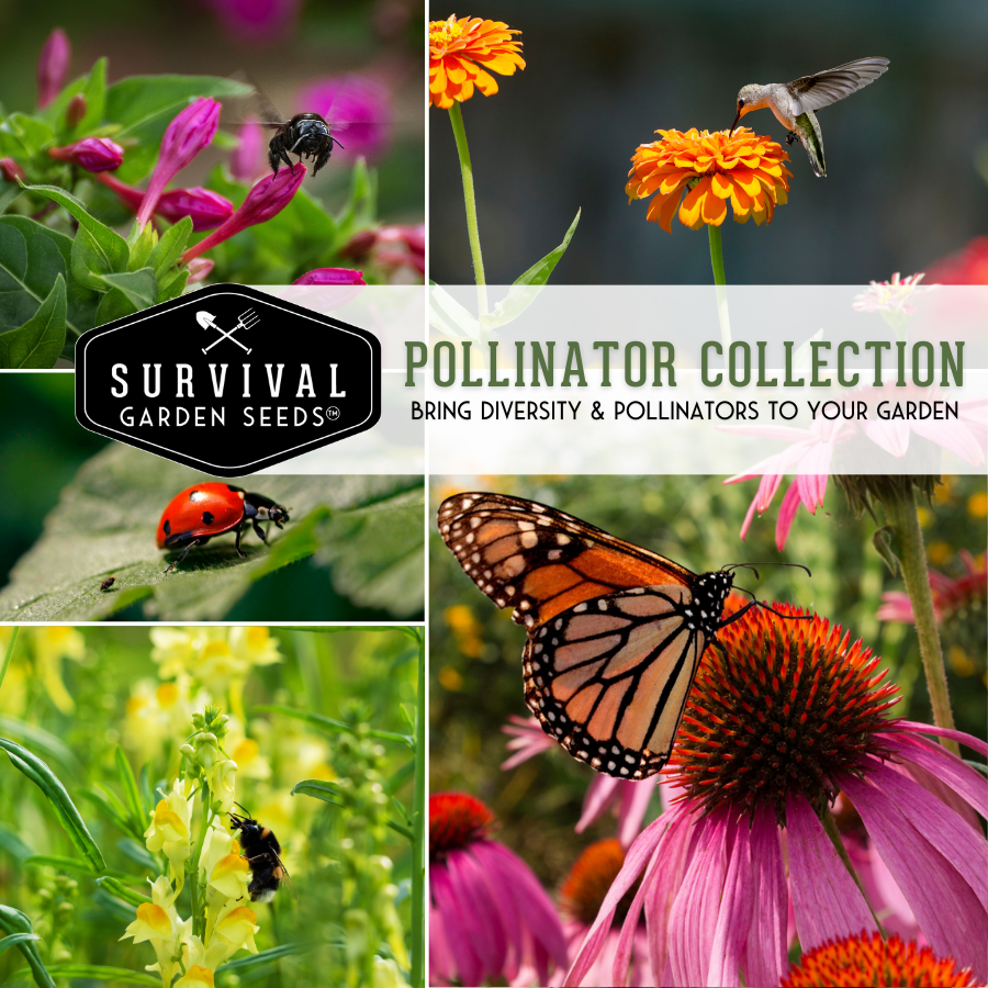 Pollinator Flower Seed Collection