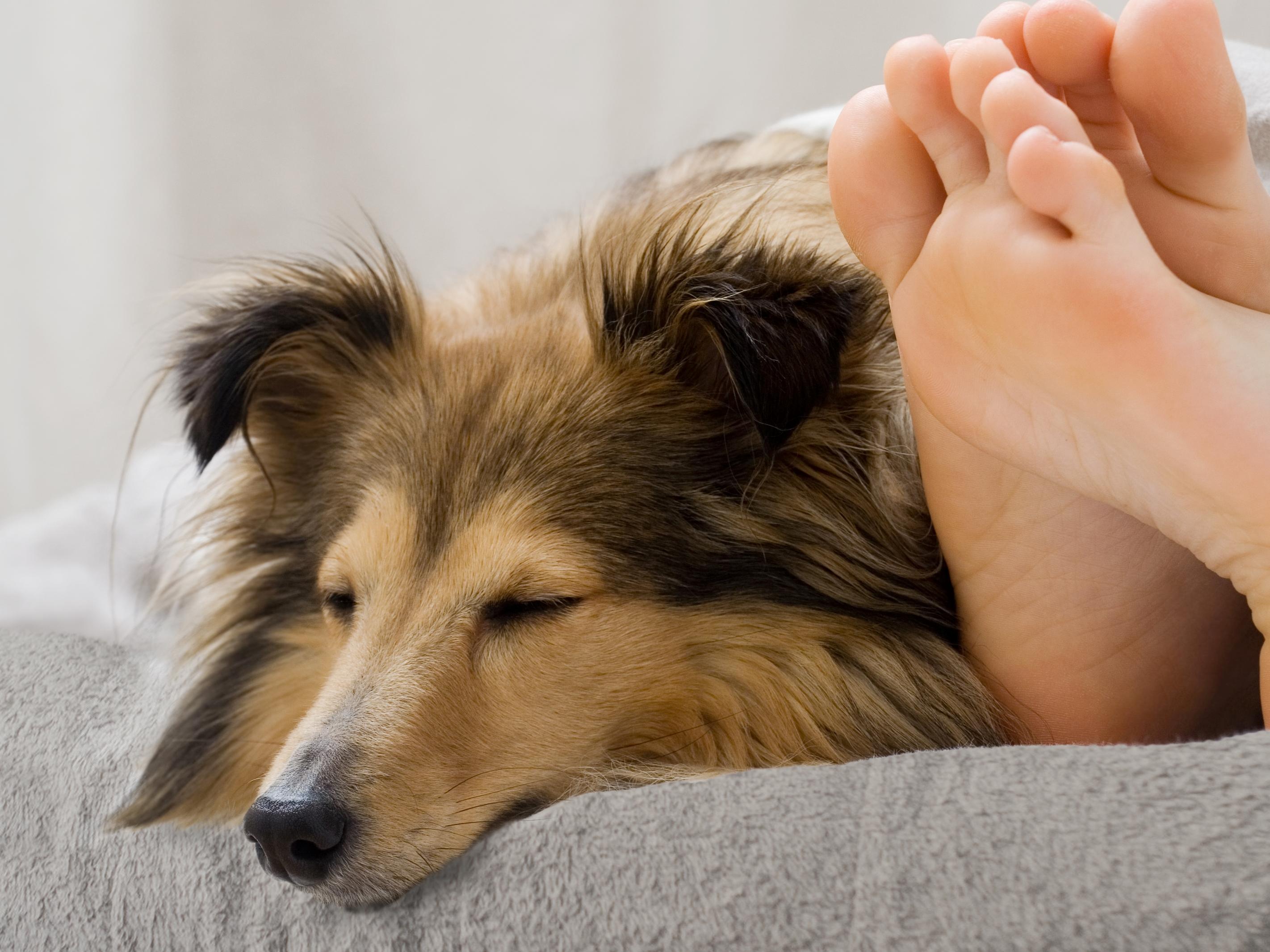 dog sleeping in bed with the owner on PeapodMat