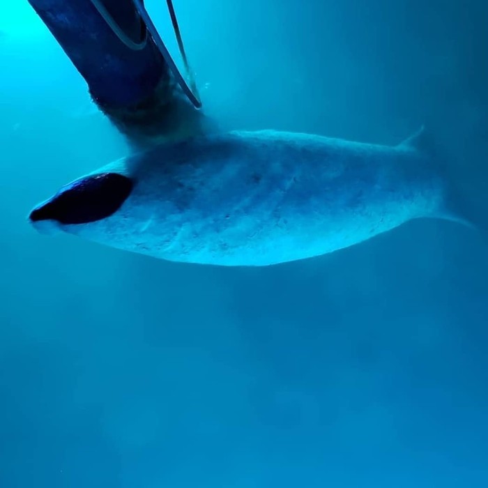 manatee underwater blue light