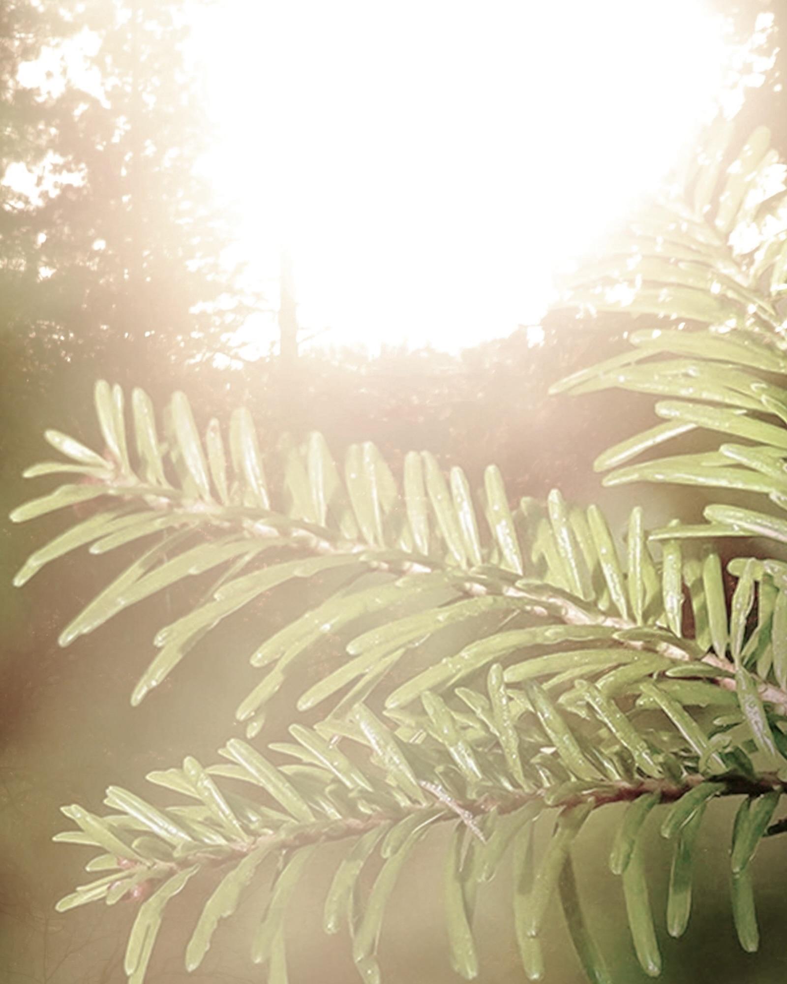Canadian Fir Balsam LMR