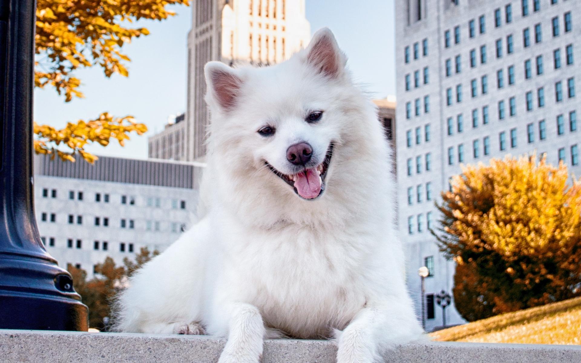 American Eskimo dog in downtown Columbus