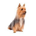 Australian Silky Terrier