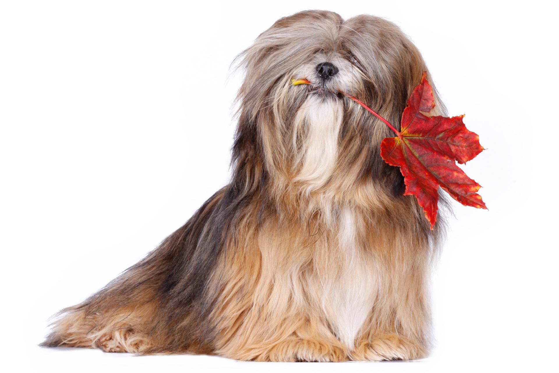 Lhasa Apso Dog