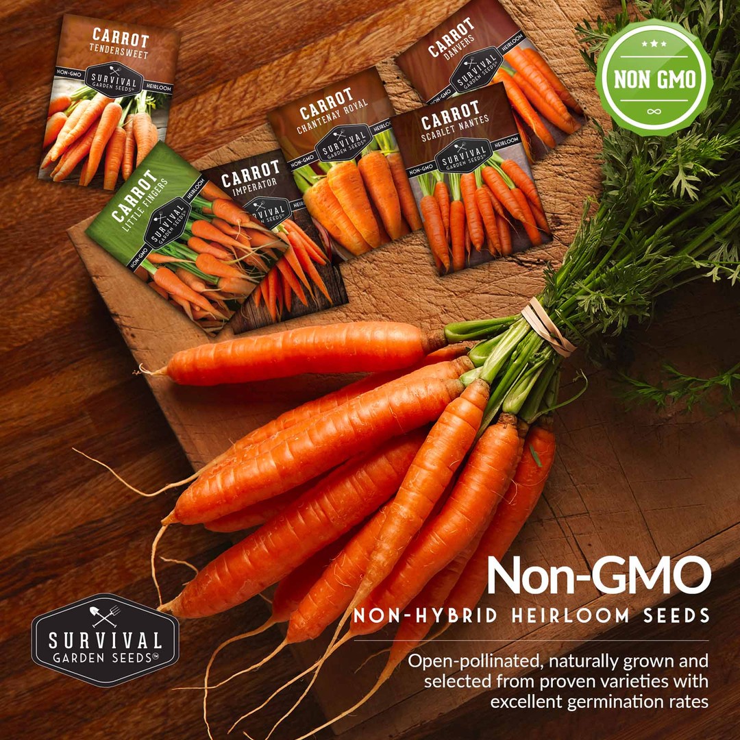 Non-GMO non-hybrid heirloom carrot seeds for your survival garden