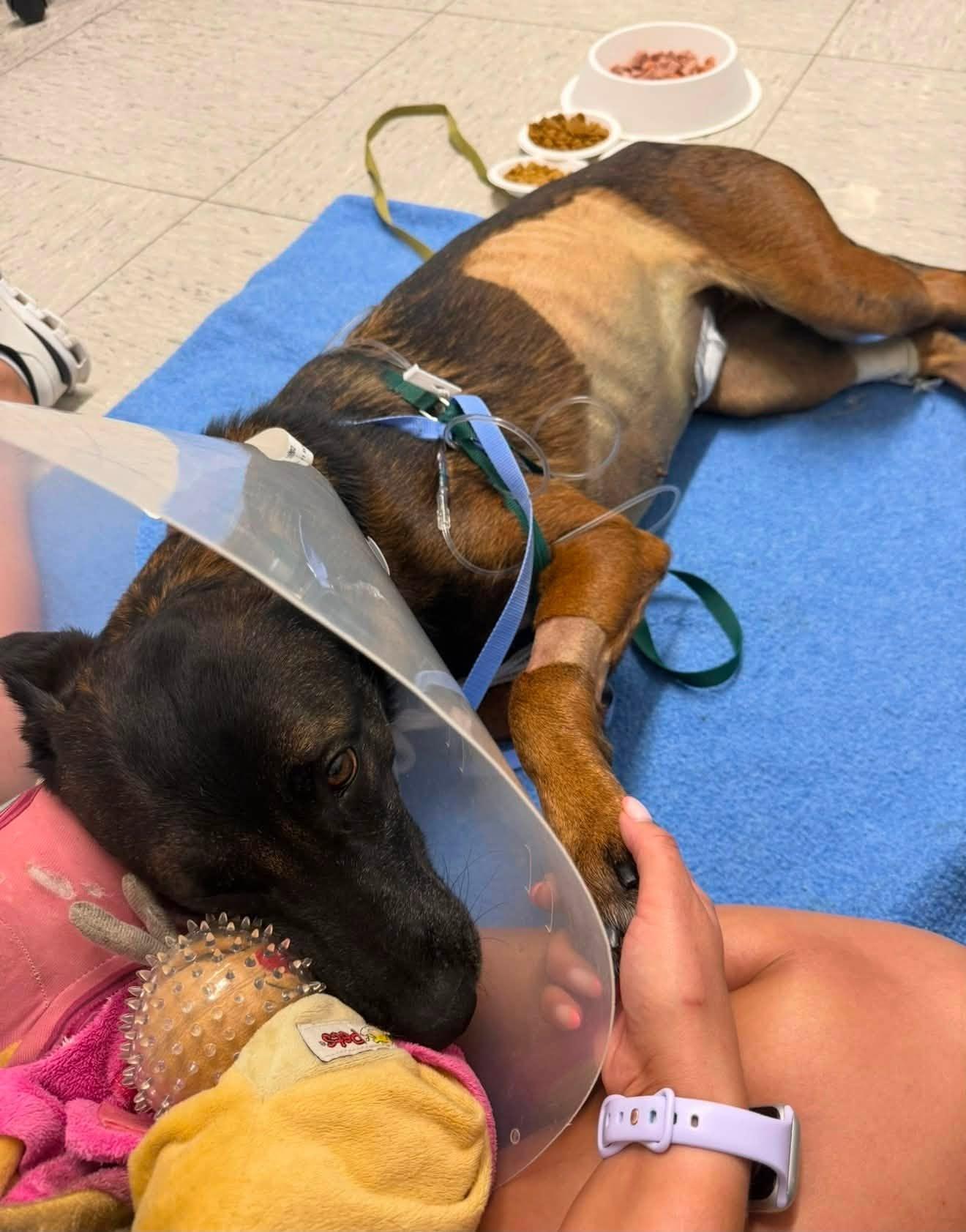 k-9 skye at the hospital with her handler