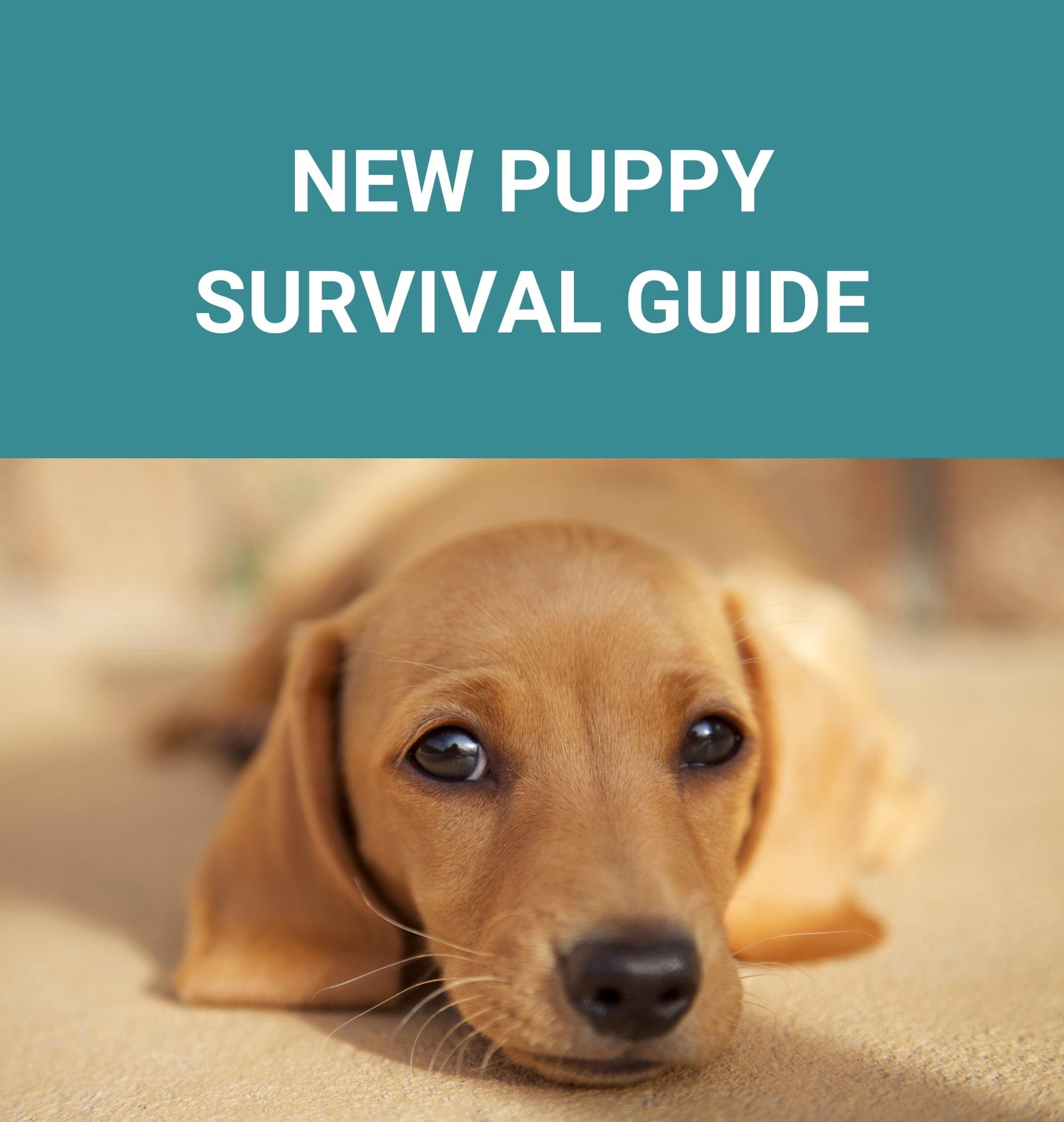 new puppy survival guide