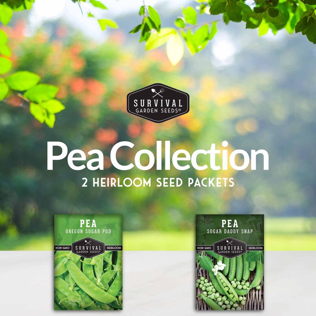 Sugar Pea Collection - 2 heirloom sugar pea varieties