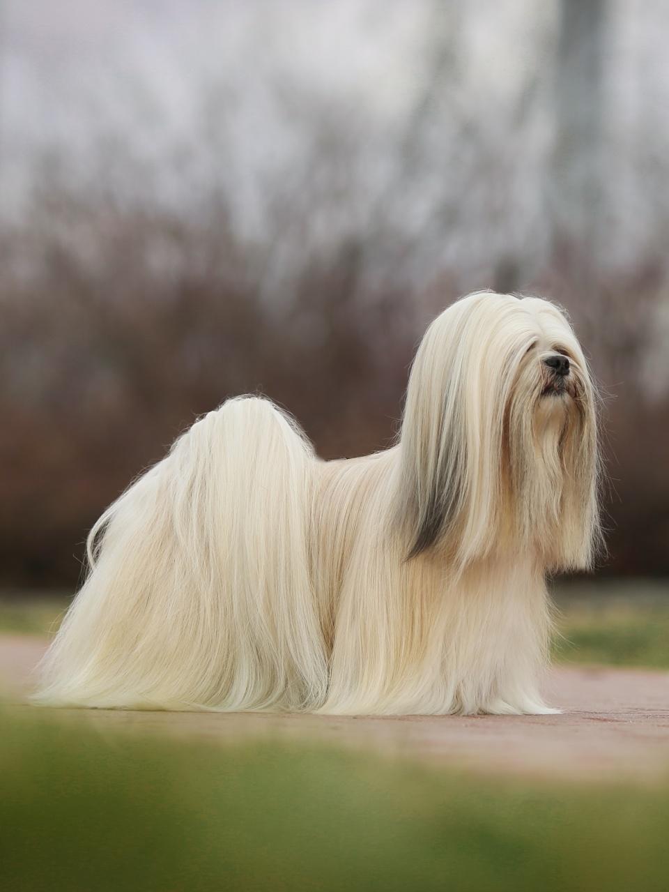 Lhasa Apso Dog